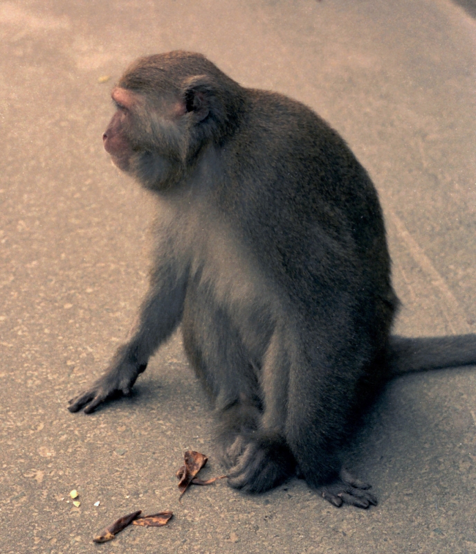 Snow Monkey Aomori 1987